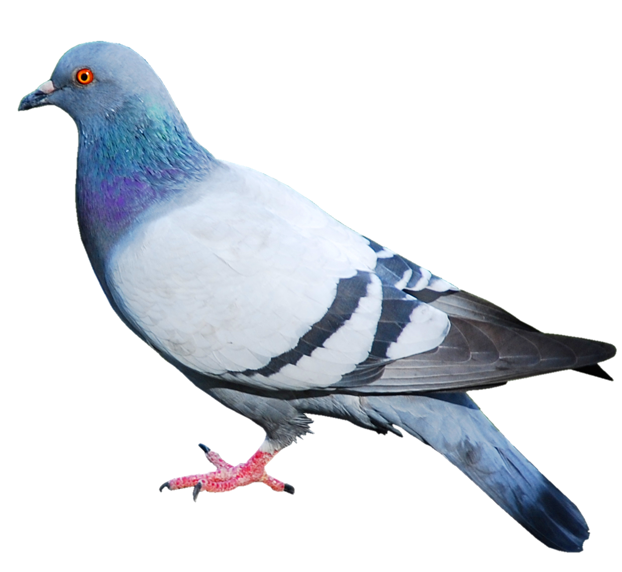 birdy