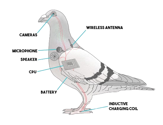 bird